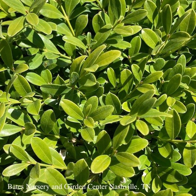 #1 Buxus sinica var insularis Nana/ Dwarf Korean Boxwood