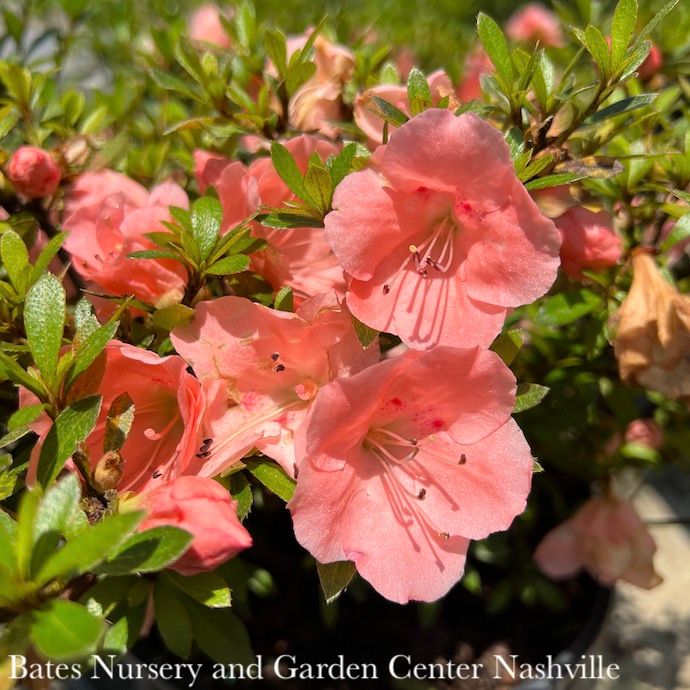 #1 Azalea x Wakaebisu (Satsuki hybrid)/ Salmon Pink