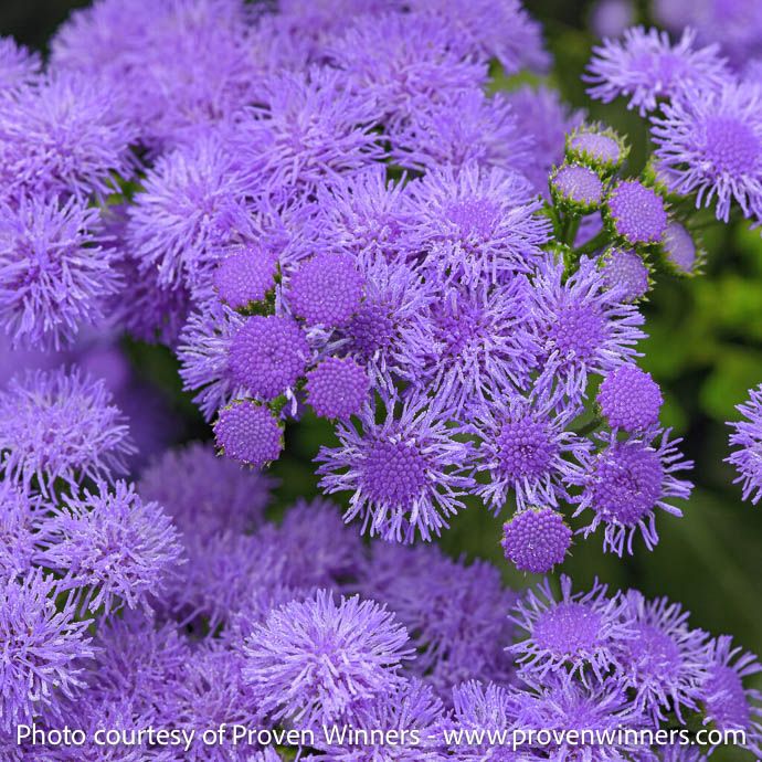 #1 Ageratum houst PW Monarch Magic/ Purple Flossflower