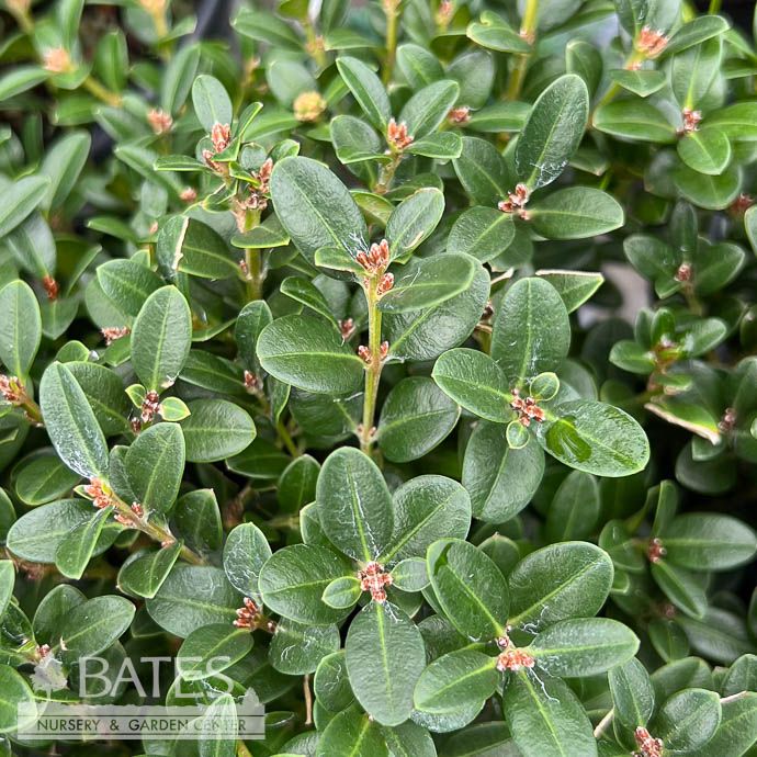 #2 Buxus micro Little Missy/ Dwarf Boxwood
