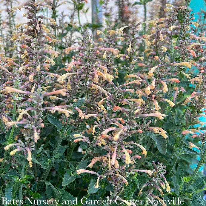 #1 Agastache x PW Meant to Bee 'Queen Nectarine'/ Anise Hyssop