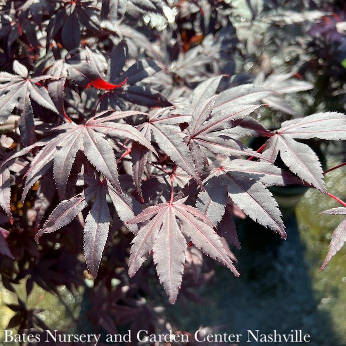 #7 Acer pal Bloodgood/ Red Upright Japanese Maple