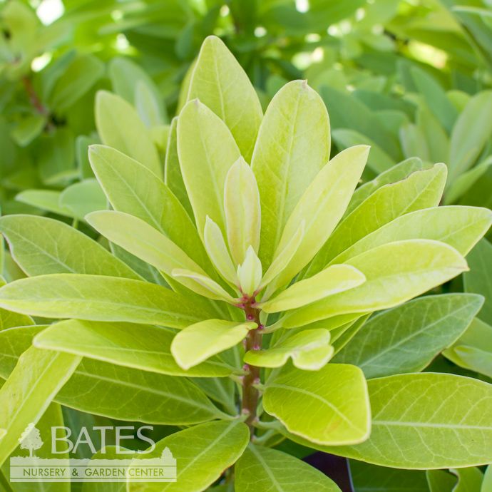 #3 Illicium parv FE BananAppeal/ Anise Native (R)