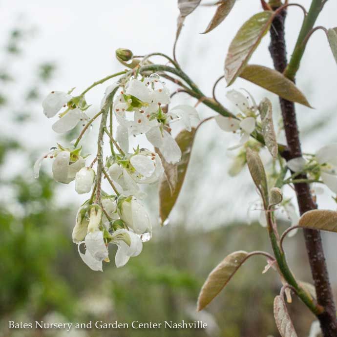 #7 Clump Amelanchier canadensis/ Shadblow Serviceberry Native (TN)