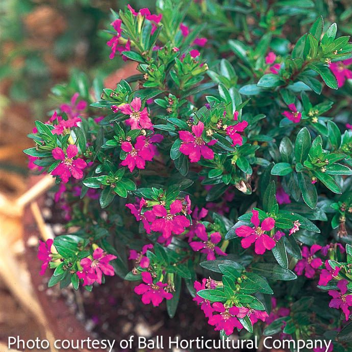 Tropical #1 Cuphea hyssop Allyson Heather/ Mexican  - No Warranty