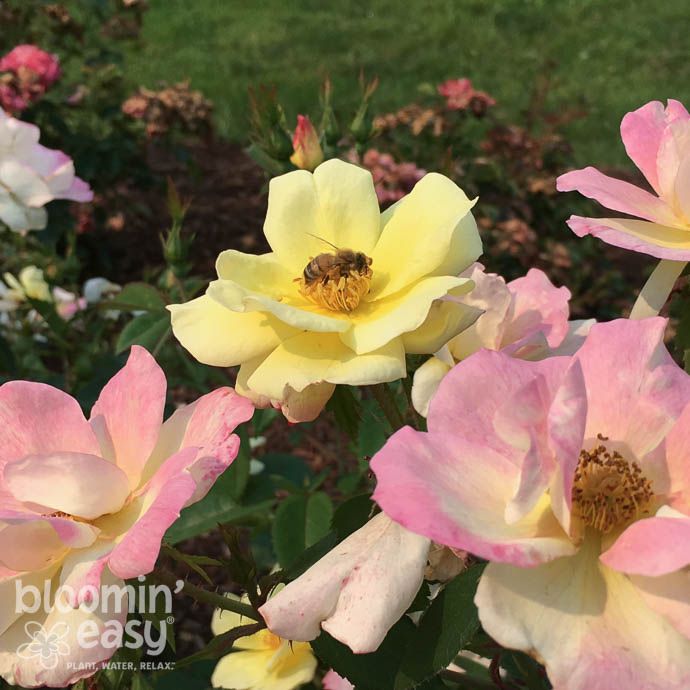 2 Rosa Peach Lemonade/ Pink, Yellow Shrub Rose - No Warranty