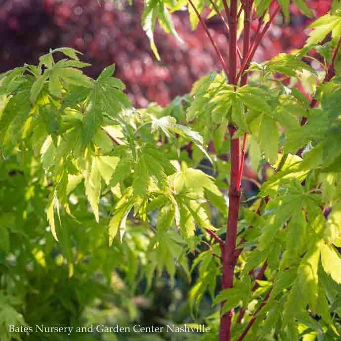#30 Acer pal Sango kaku/ Upright Coral Bark Japanese  Maple