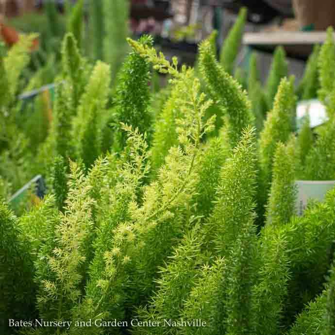 Tropical #3 Asparagus Myers/Foxtail Fern - No Warranty