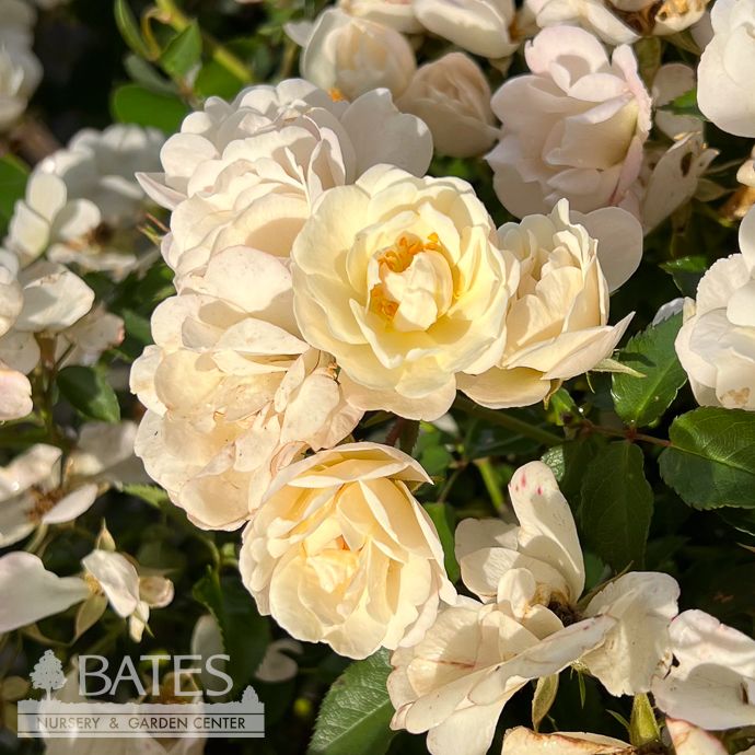 #3 Rosa x SL It’s A Breeze 'Ivory Blush'/ Shrub Rose