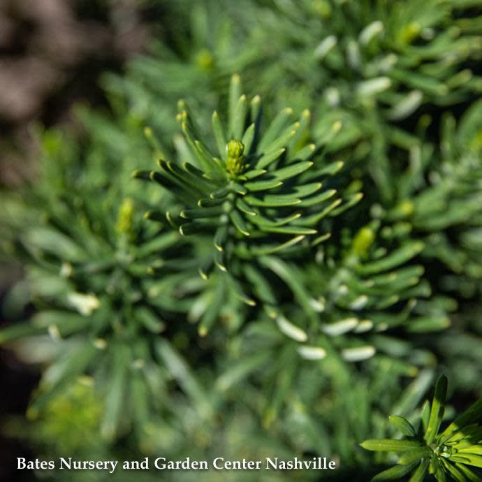 #7 Cephalotaxus harr Fastigiata/ Upright Japanese Plum Yew