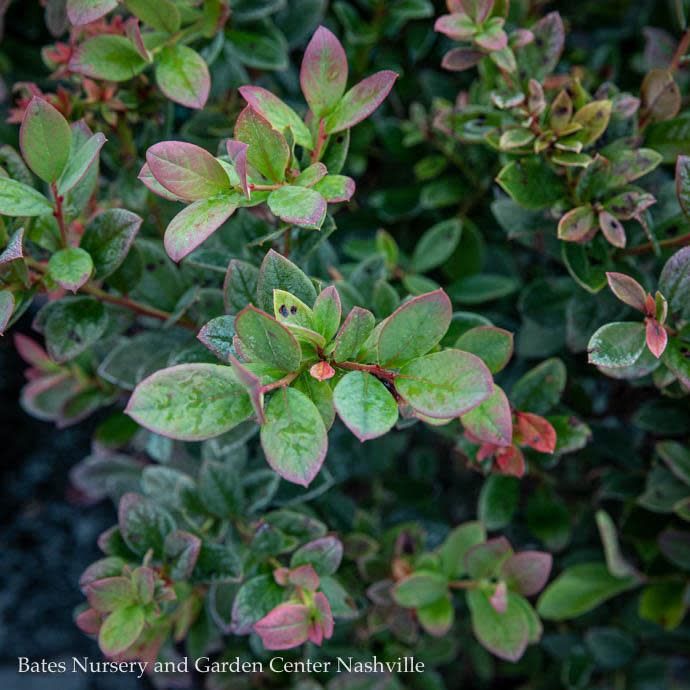 Edible #1 Vaccinium x Sunshine Blue/ Southern Highbush Blueberry