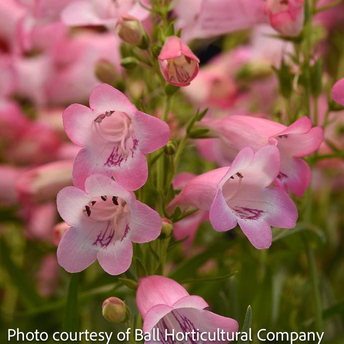 #1 Penstemon Mountain Treats Light Pink