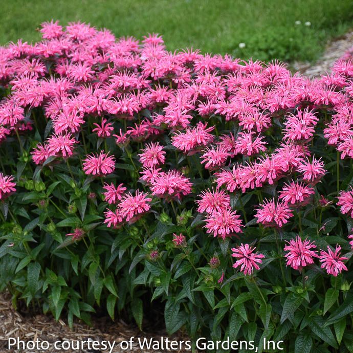 #1 Monarda did PW Pink Chenille/ Beebalm Native (TN)
