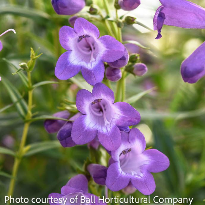 #1 Penstemon Mountain Treats Lavender