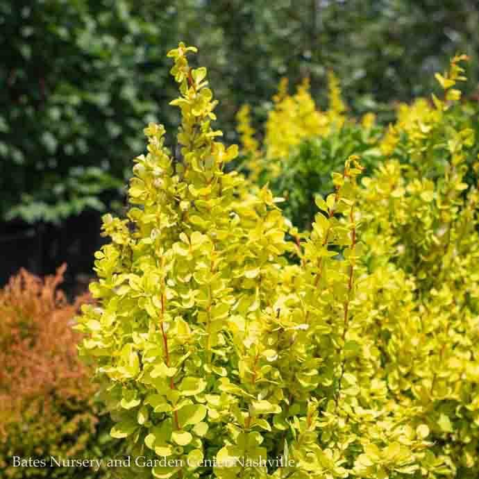 #2 Berberis thun PW Sunjoy Gold Pillar/ Barberry