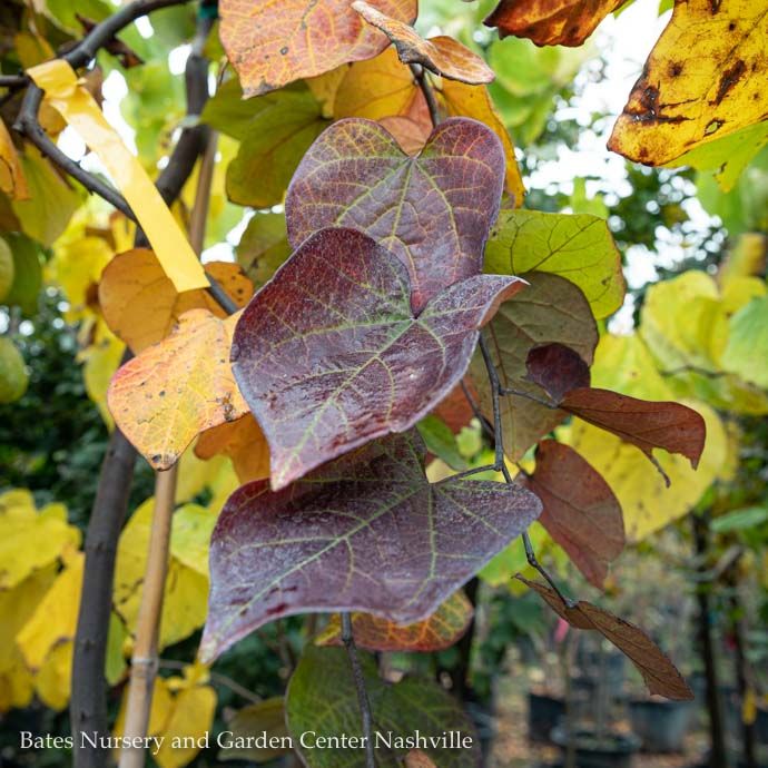 #7 Cercis can Ruby Falls/ Weeping Purple Foliage Redbud Native (TN)