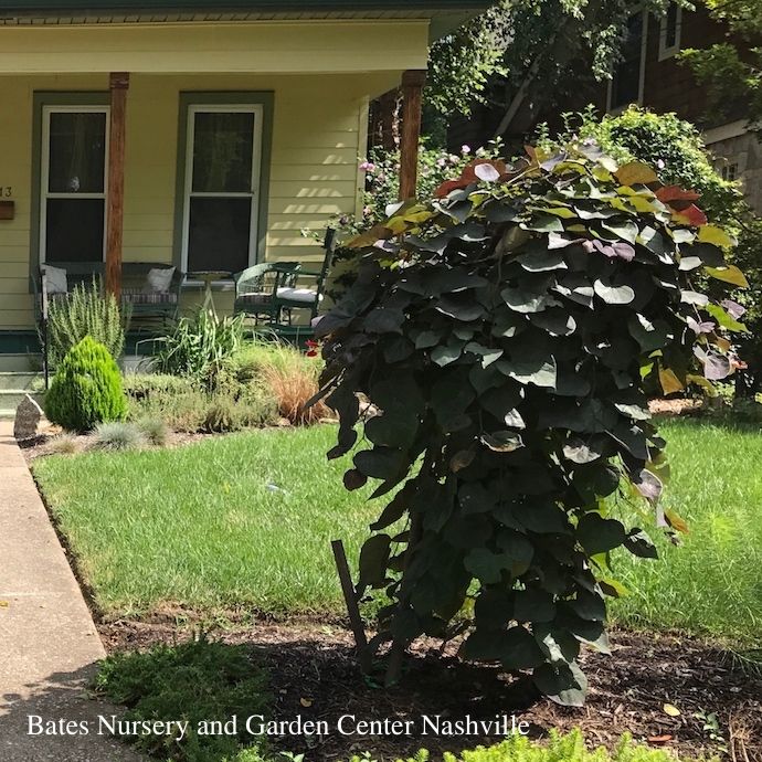 #7 Cercis can Ruby Falls/ Weeping Purple Foliage Redbud Native (TN)