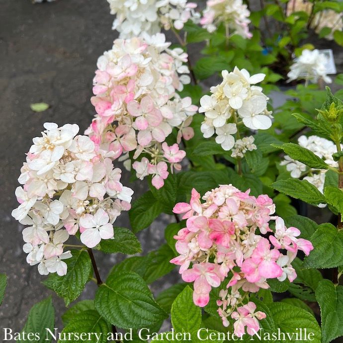 #2 Hydrangea pan PW Fire Light/ Panicle White to Pinkish-red