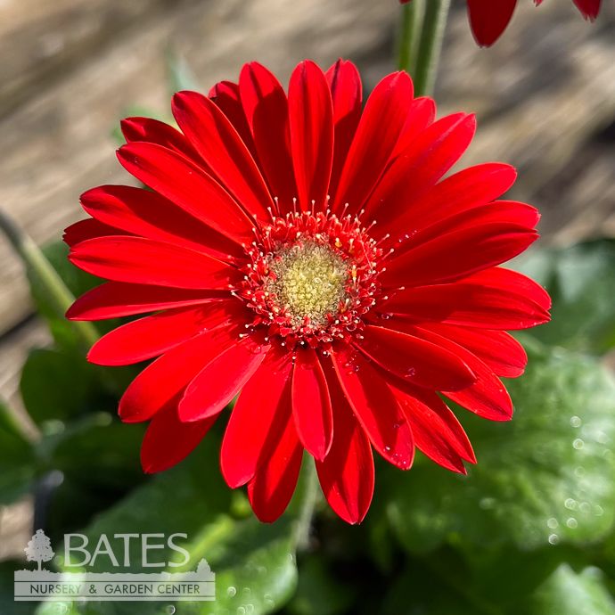 #1 Garvinea Sweet Love/ Red Gerbera Daisy - No Warranty