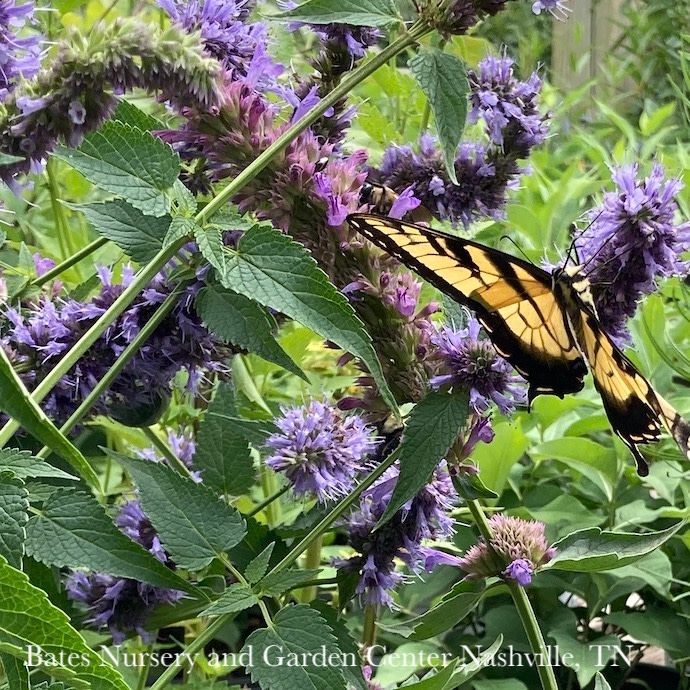 #1 Agastache foe x rug Blue Boa/ Giant Anise Hyssop