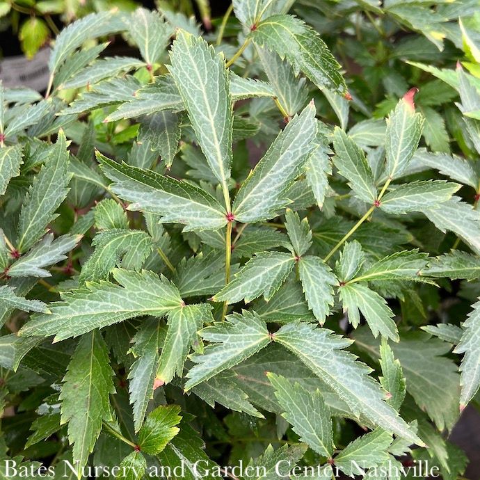 #1 Astilbe x Younique White