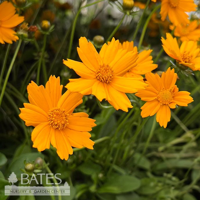 #1 Coreopsis aur Nana/ Dwarf Yellow Tickseed Native (TN)
