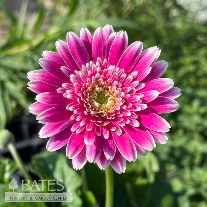 #1 Garvinea Sweet Fiesta/ Pink White Gerbera Daisy - No Warranty