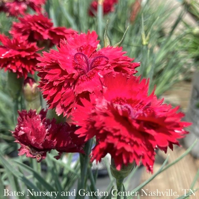 #1 Dianthus x PW Fruit Punch 'Maraschino'/ Red
