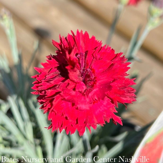 #1 Dianthus x PW Fruit Punch 'Maraschino'/ Red