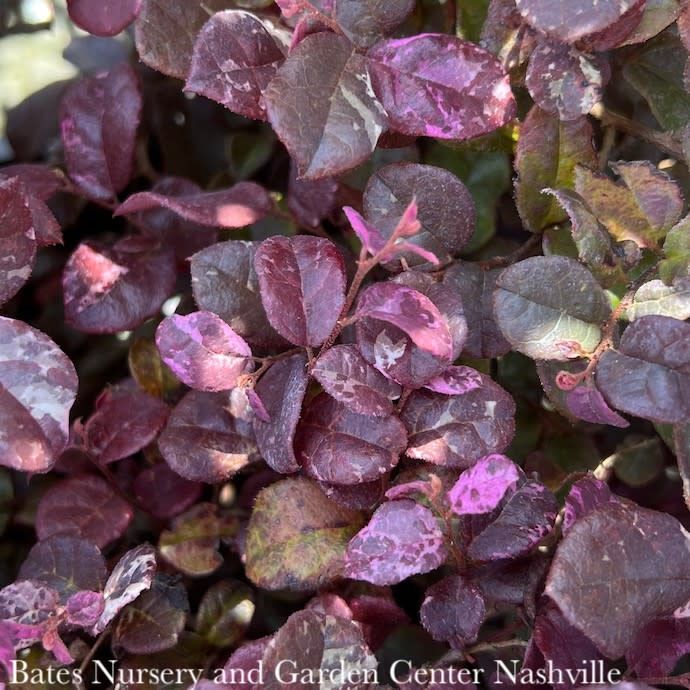 #2 Loropetalum chin PW Jazz Hands Variegated/ Fringeflower - No Warranty