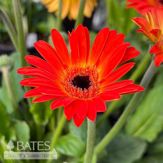 #1 Garvinea Sweet Sunset/ Orange, Yellow Gerbera Daisy - No Warranty