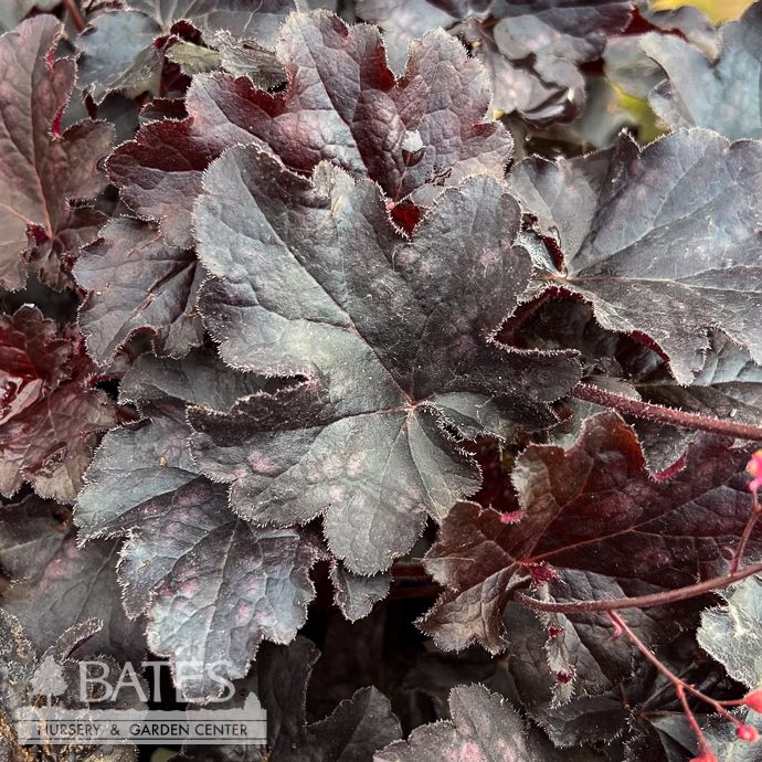 #1 Heuchera x PW Dolce 'Sultry Night'/ Coral Bells