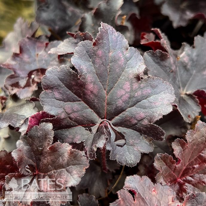 #1 Heuchera x PW Dolce 'Sultry Night'/ Coral Bells