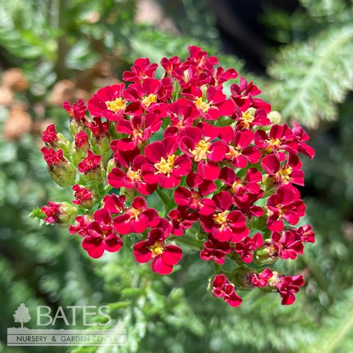 #1 Achillea mill Milly Rock 'Red'/ Yarrow Native (TN)
