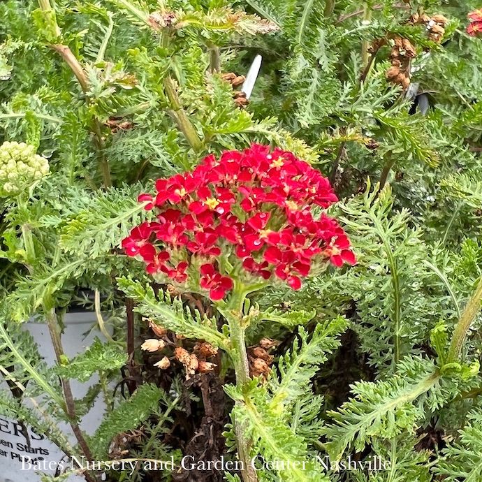 #1 Achillea mill Milly Rock 'Red'/ Yarrow Native (TN)