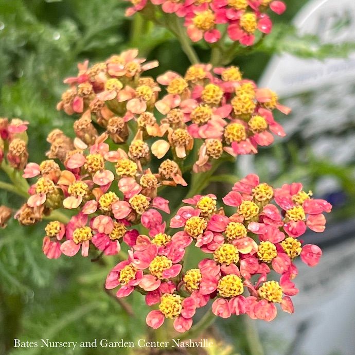 #1 Achillea mill Milly Rock 'Red'/ Yarrow Native (TN)
