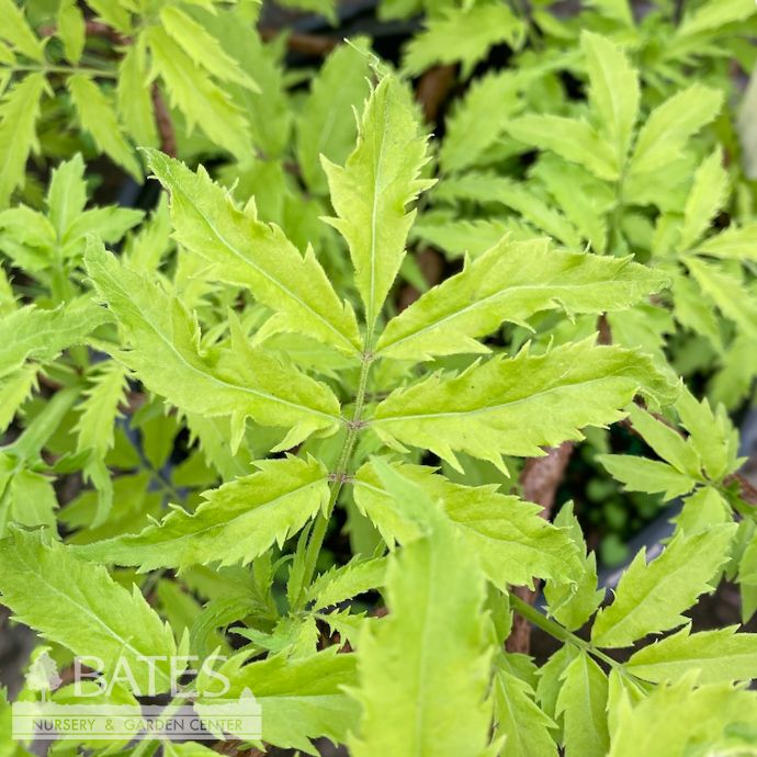 #2s Sambucus racemosa PW Lemony Lace/ Elderberry Native (TN)