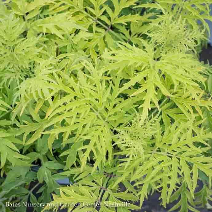 #2s Sambucus racemosa PW Lemony Lace/ Elderberry Native (TN)