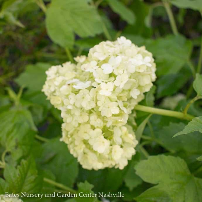 #3 Viburnum macrocephalum 'Sterile'/ Chinese Snowball