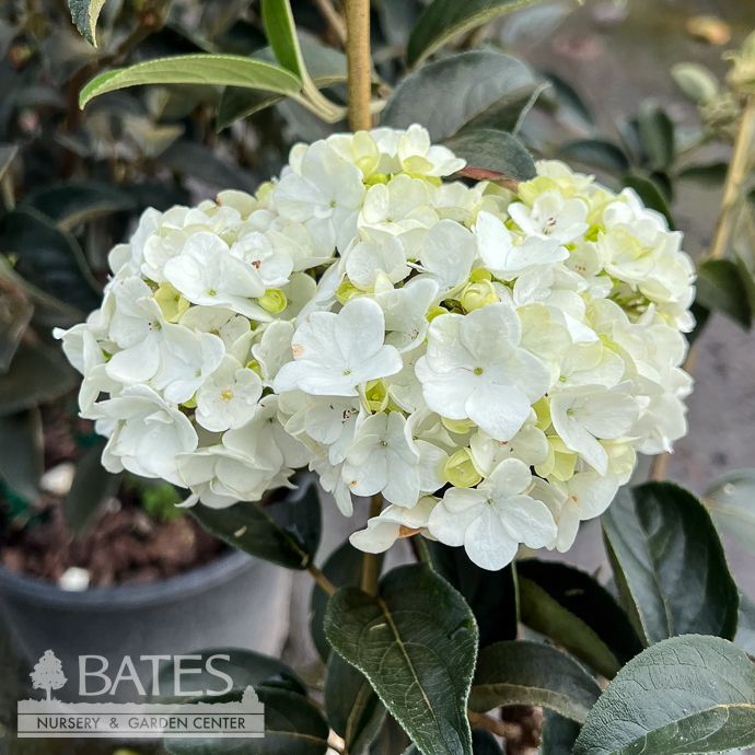 #3 Viburnum macrocephalum 'Sterile'/ Chinese Snowball