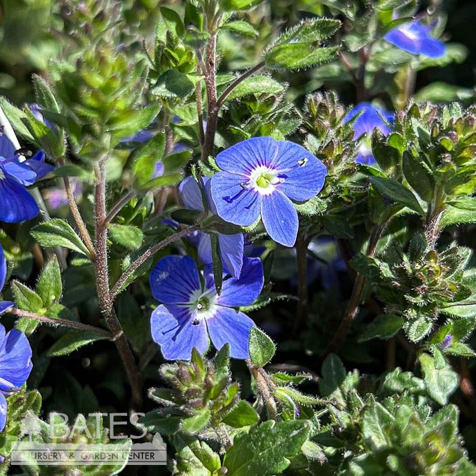 #1 Veronica peduncularis Georgia Blue/ Speedwell