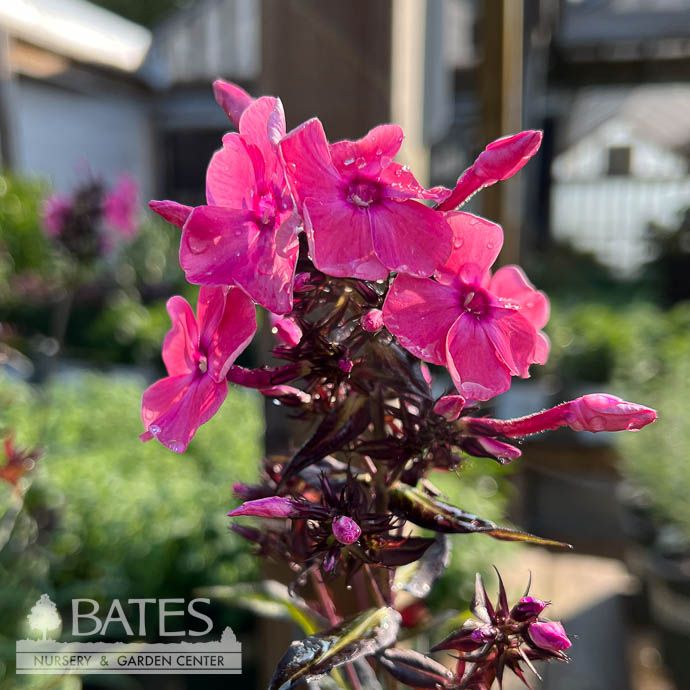 #1 Phlox pan Sweet Summer Dream 'Orange Rose'/ Garden Native (TN)