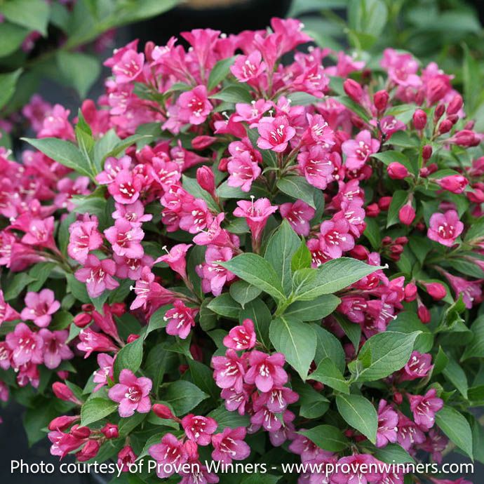 #2 Weigela flor PW Snippet 'Dark Pink'/ Repeat