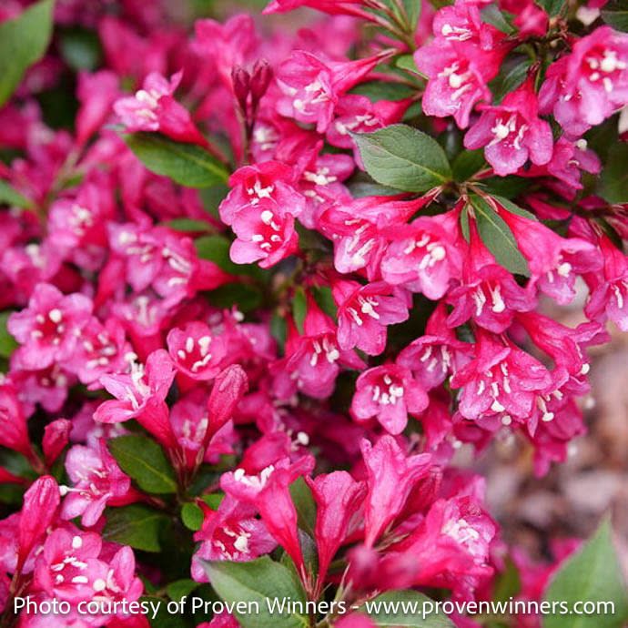 #2 Weigela flor PW Sonic Bloom 'Punch'/ Reblooming Pink