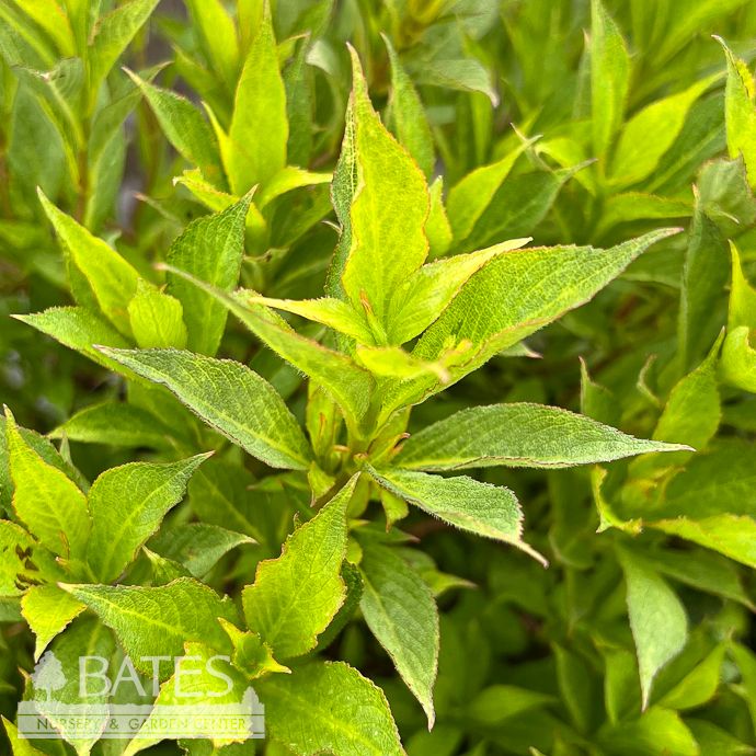 #2 Weigela x Picobella 'Rosa'