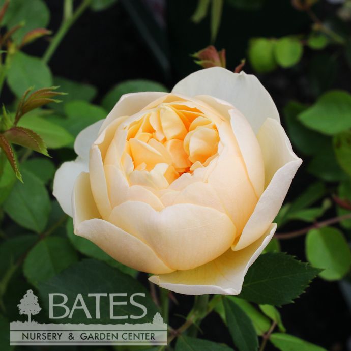 #3 Rosa Roald Dahl/ Apricot David Austin Shrub Rose - No Warranty