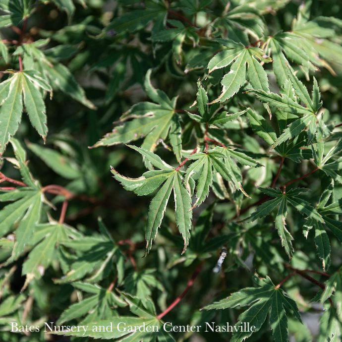 #5 Acer pal Kagiri Nishiki/ Japanese Maple Variegated Upright