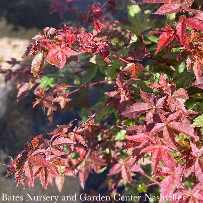 #10 Acer pal Shin Deshojo/ Upright Green Japanese Maple