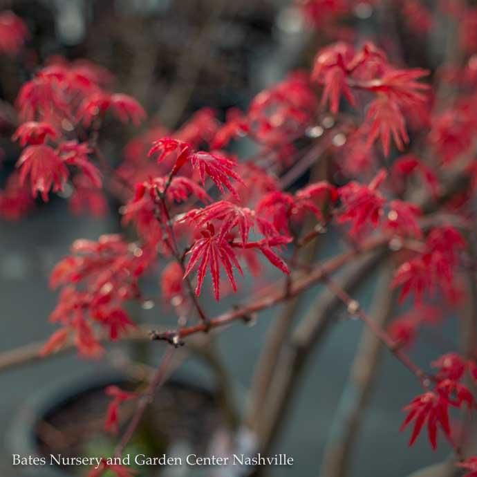 #10 Acer pal Shin Deshojo/ Upright Green Japanese Maple