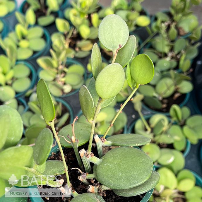 4p! Xerosicyos Silver Dollar Succulent /Tropical